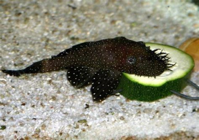 L181 Анциструс Звёздчатый, М